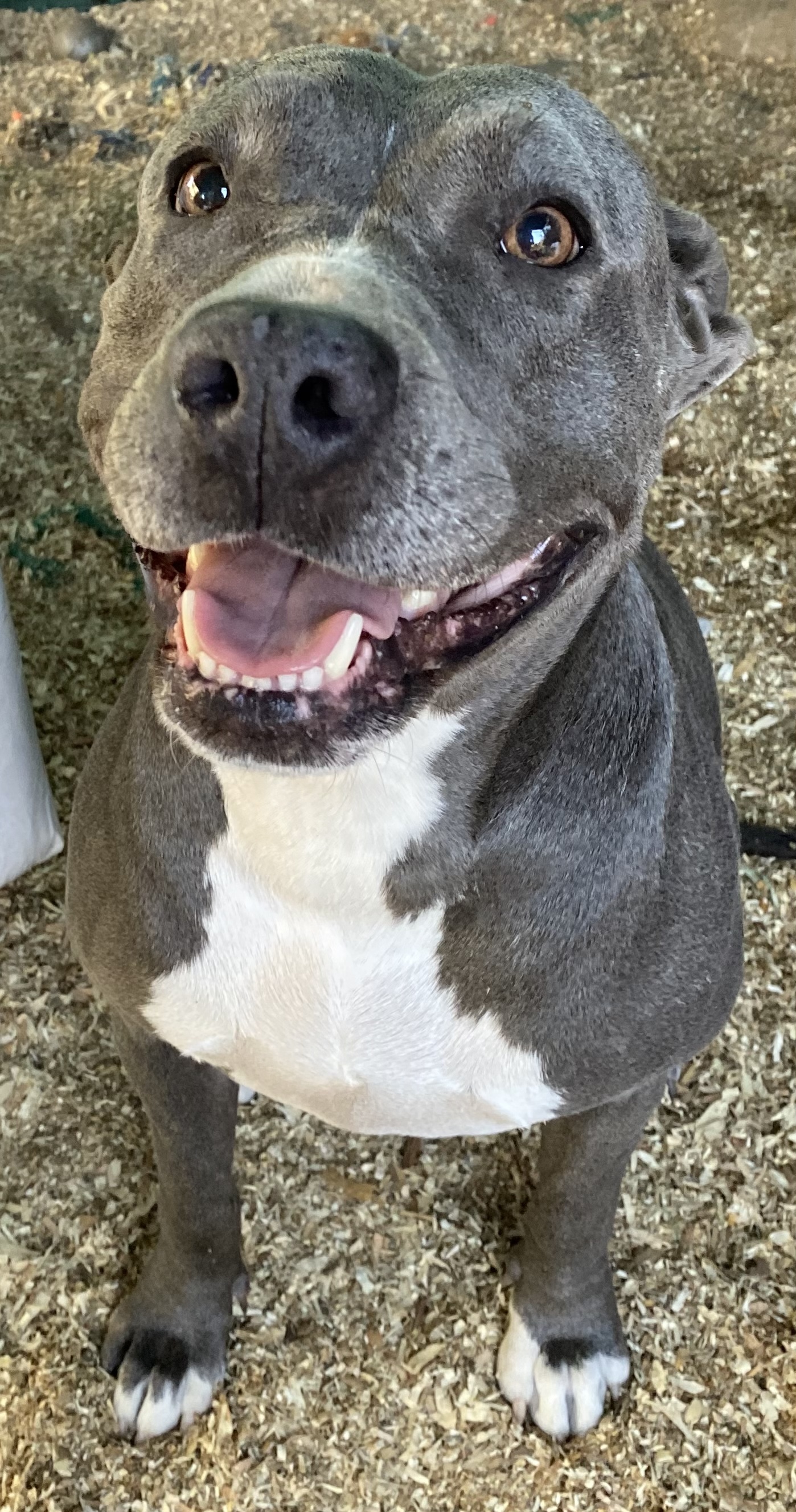 Mariah, an adoptable Pit Bull Terrier in Temecula, CA, 92591 | Photo Image 4