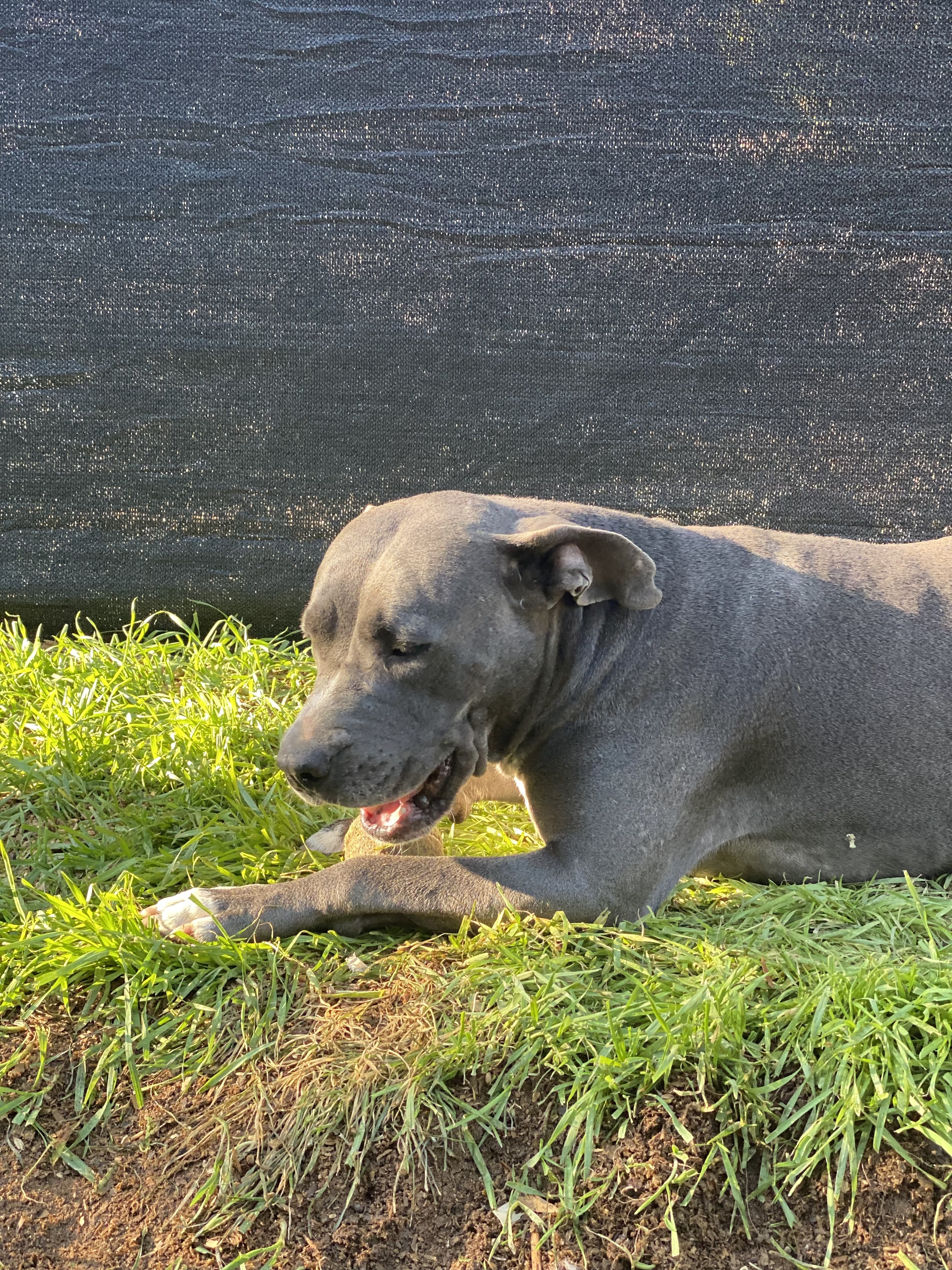 Mariah, an adoptable Pit Bull Terrier in Temecula, CA, 92591 | Photo Image 5