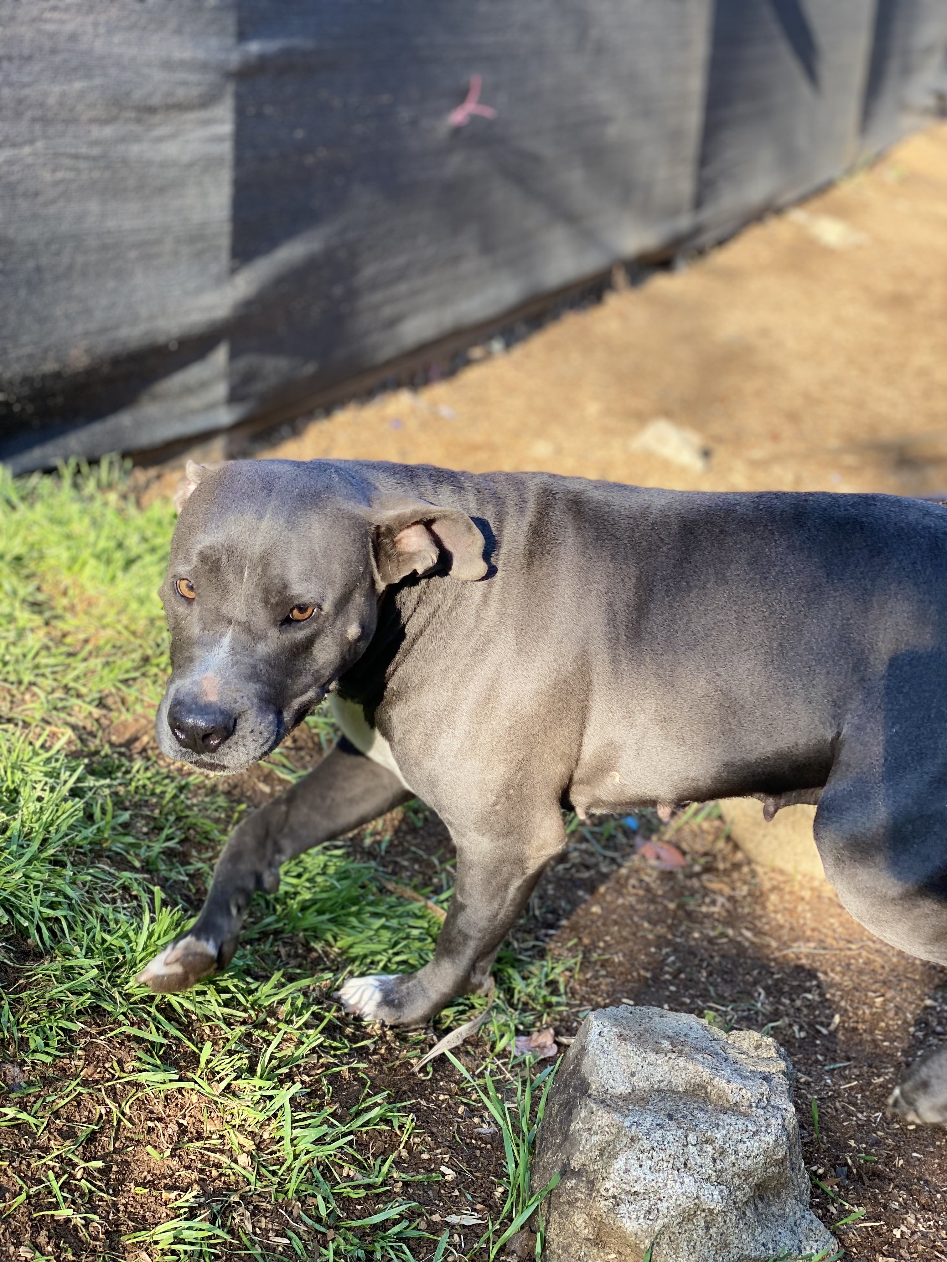 Mariah, an adoptable Pit Bull Terrier in Temecula, CA, 92591 | Photo Image 6