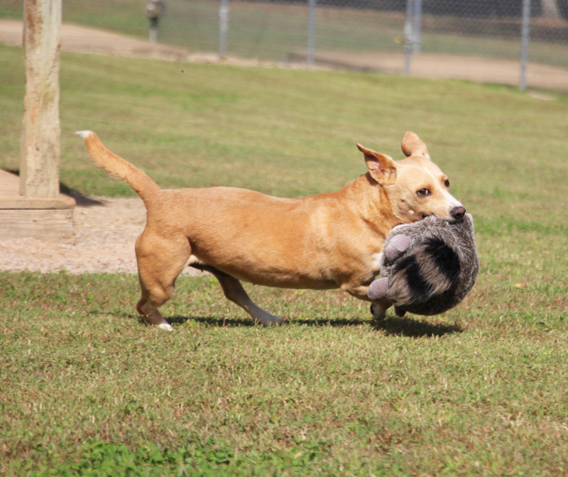 Mamie, an adoptable Basset Hound in Savannah, TN, 38372 | Photo Image 1