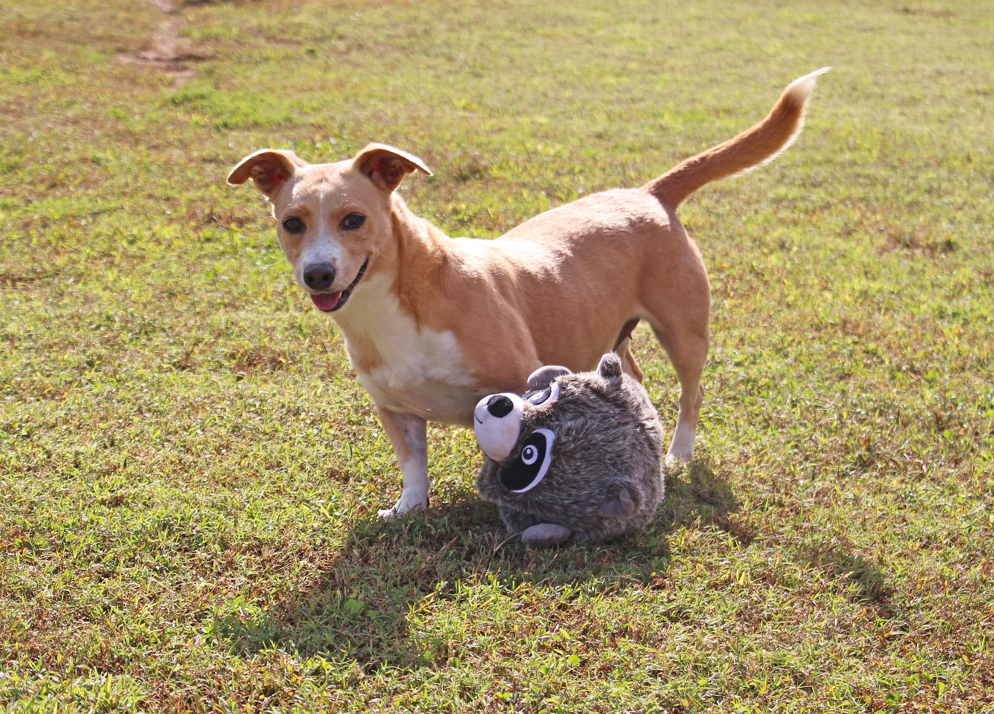 Mamie, an adoptable Basset Hound in Savannah, TN, 38372 | Photo Image 2