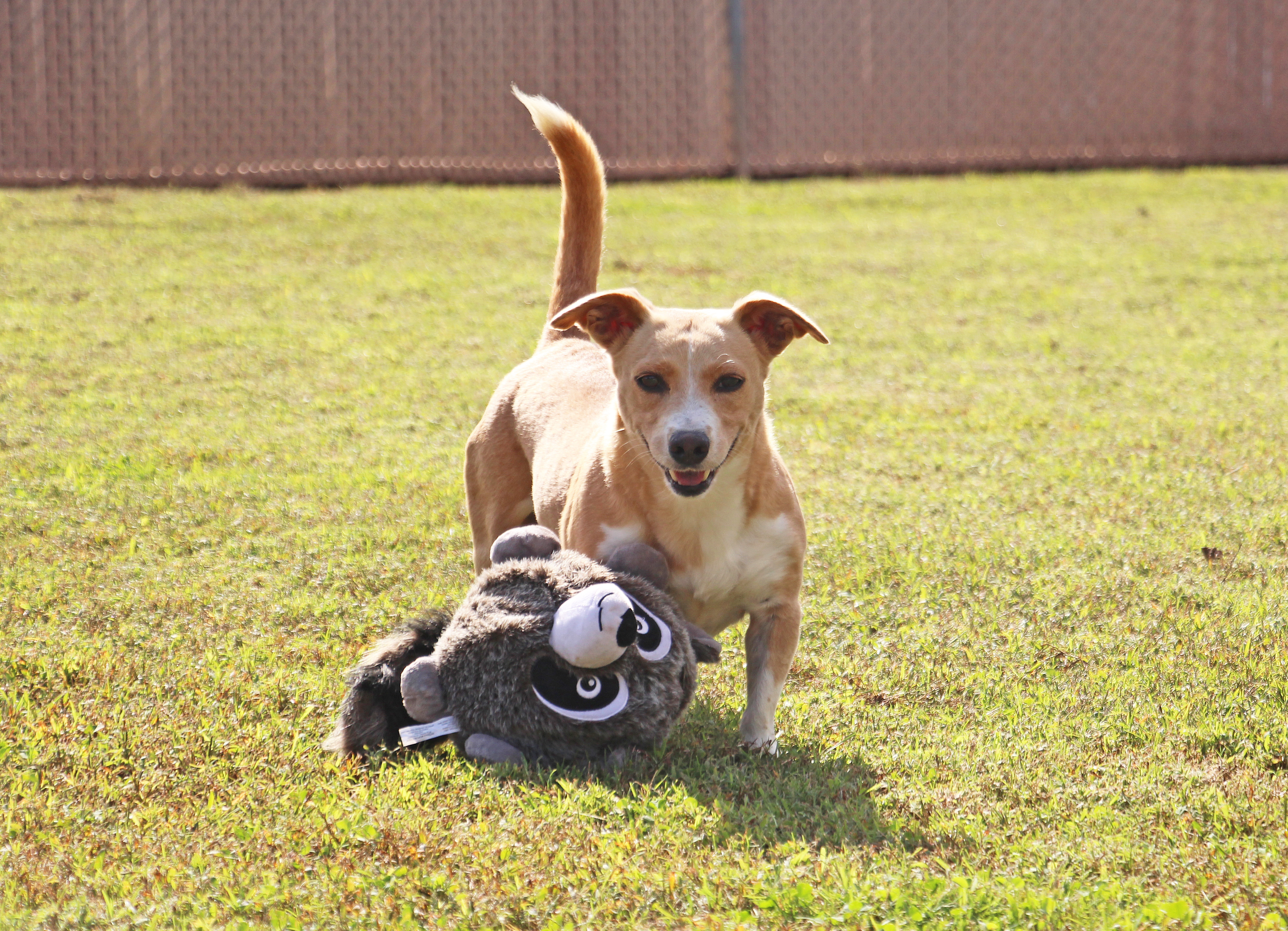 Mamie, an adoptable Basset Hound in Savannah, TN, 38372 | Photo Image 3