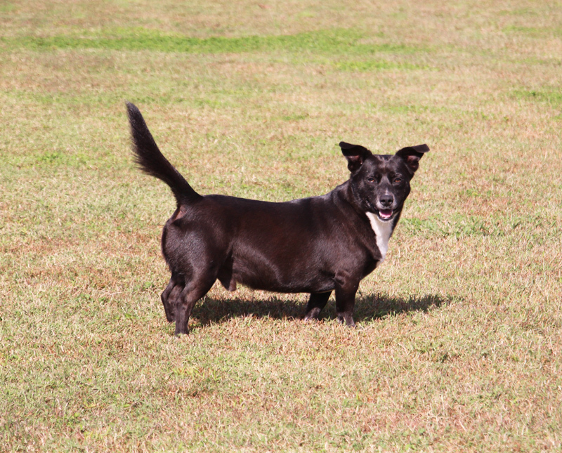 Nan, an adoptable Basset Hound in Savannah, TN, 38372 | Photo Image 1