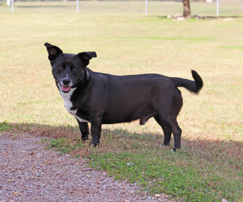 Nan, an adoptable Basset Hound in Savannah, TN, 38372 | Photo Image 2