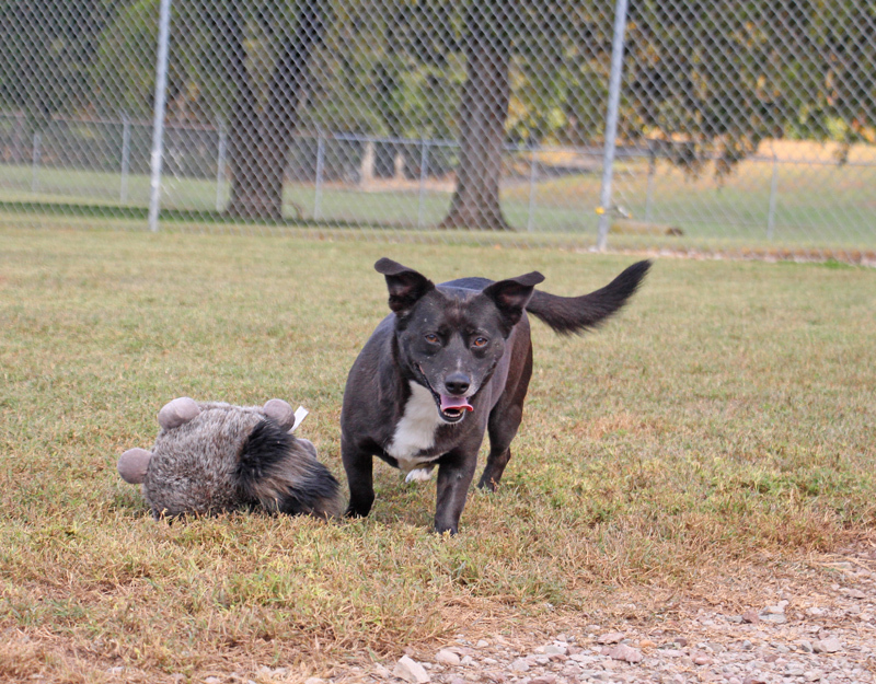Nan, an adoptable Basset Hound in Savannah, TN, 38372 | Photo Image 3