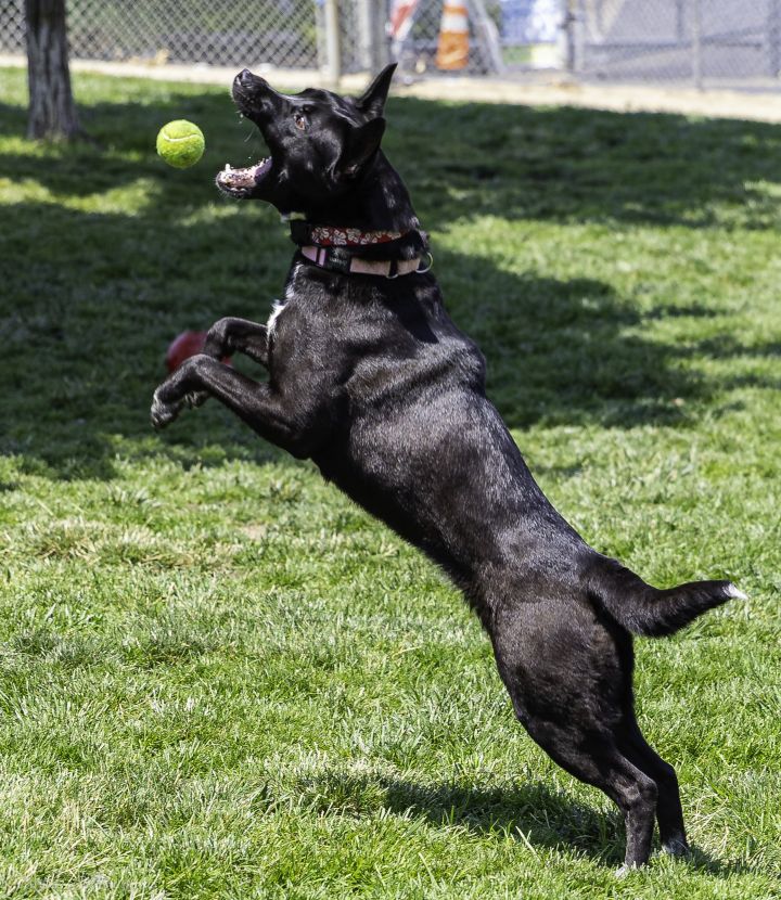 BELLA, an adoptable German Shepherd Dog & Australian Cattle Dog / Blue Heeler Mix in Phoenix, OR_image-4