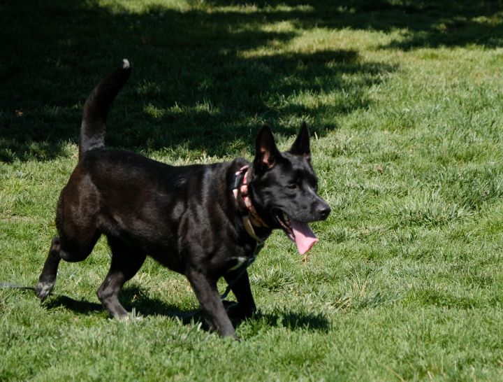 BELLA, an adoptable German Shepherd Dog & Australian Cattle Dog / Blue Heeler Mix in Phoenix, OR_image-5