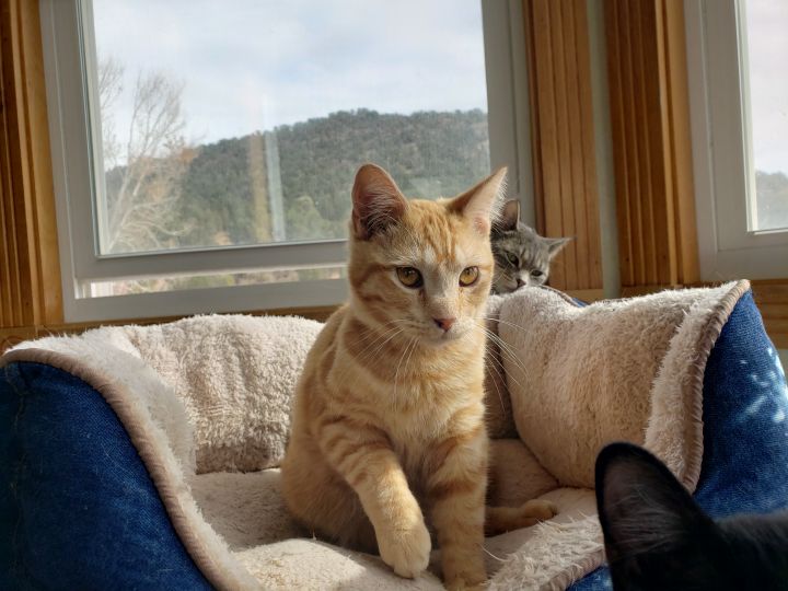 Seven, an adopted Domestic Short Hair Mix in Ridgway, CO_image-2
