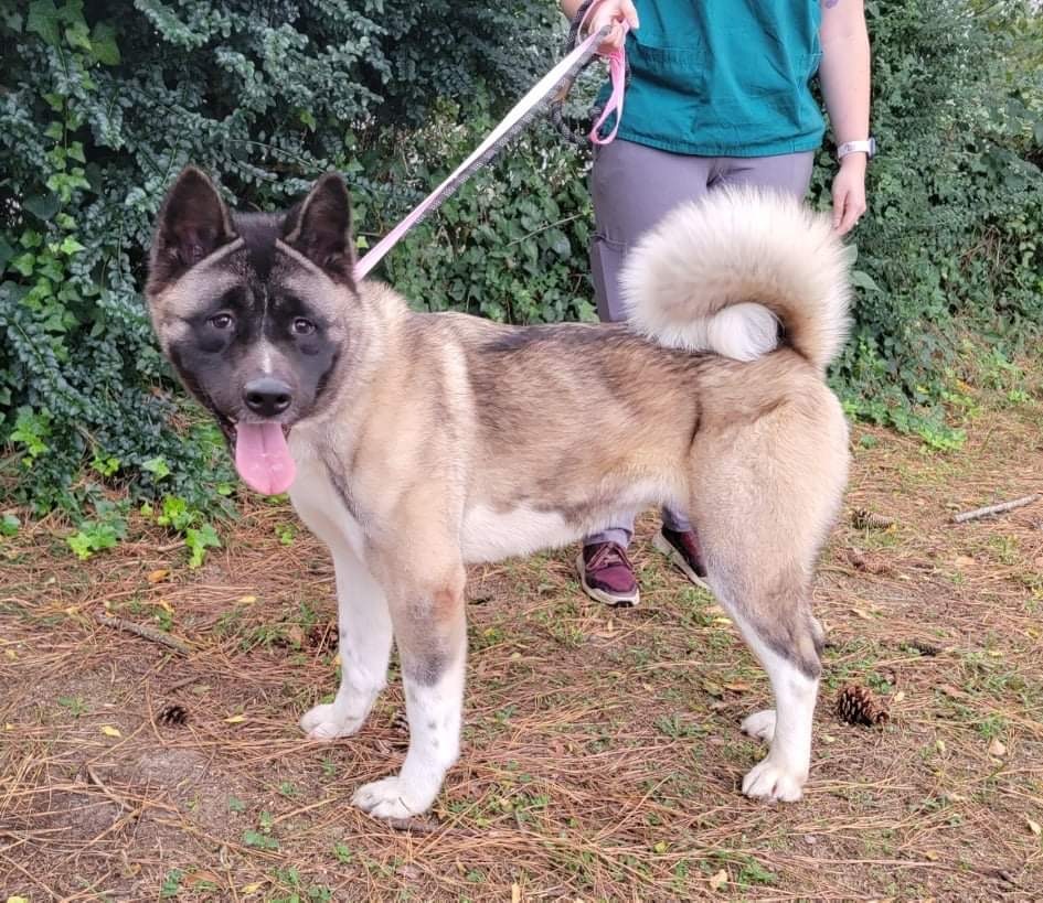 Lucy, an adoptable Akita in Chesapeake, VA, 23320 | Photo Image 2