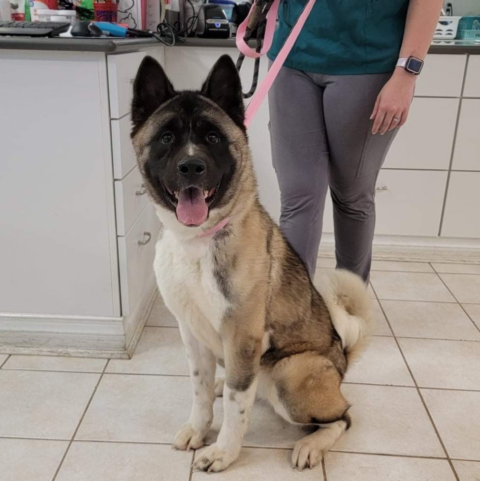 Lucy, an adoptable Akita in Chesapeake, VA, 23320 | Photo Image 1