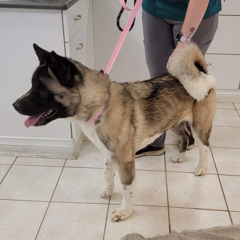 Lucy, an adoptable Akita in Chesapeake, VA, 23320 | Photo Image 3