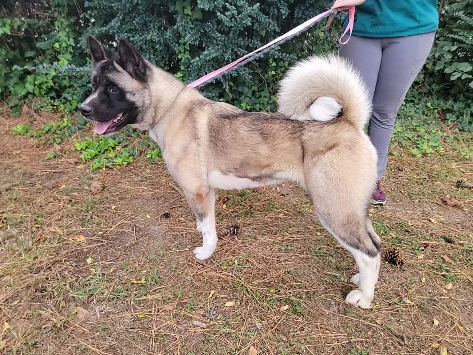 Lucy, an adoptable Akita in Chesapeake, VA, 23320 | Photo Image 4