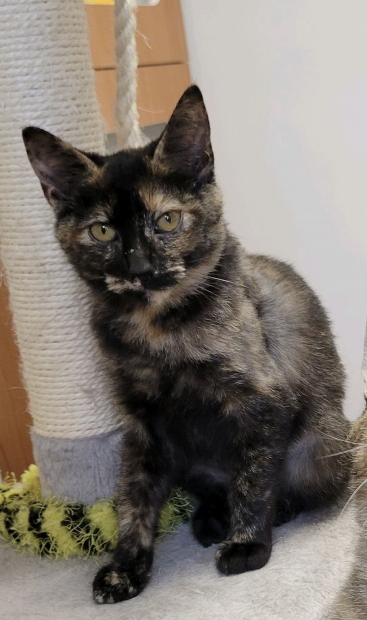 Frankie, an adopted Tortoiseshell in Manchester, NH_image-1