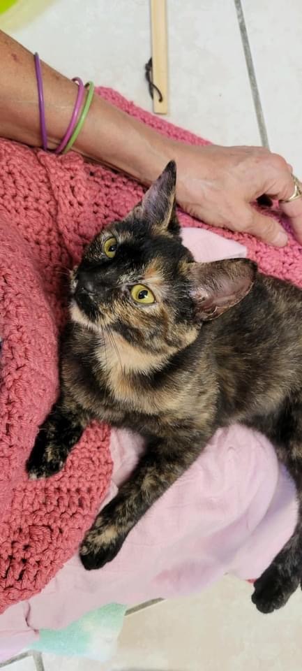 Frankie, an adopted Tortoiseshell in Manchester, NH_image-5