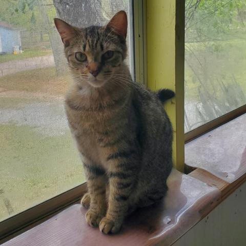 Scout, an adoptable Domestic Short Hair in Hopkins, SC, 29061 | Photo Image 2