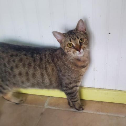 Scout, an adoptable Domestic Short Hair in Hopkins, SC, 29061 | Photo Image 3