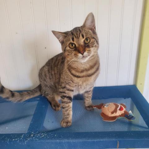 Scout, an adoptable Domestic Short Hair in Hopkins, SC, 29061 | Photo Image 4