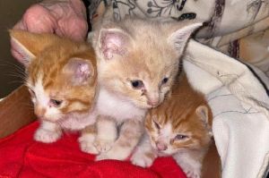 Orange Kitten Litter To Foster - New Arrivals!