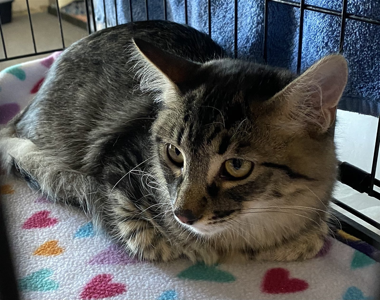 MAXIMUS & ISABELLA bonded pair, an adoptable Domestic Medium Hair in Walnut Creek, CA, 94596 | Photo Image 2