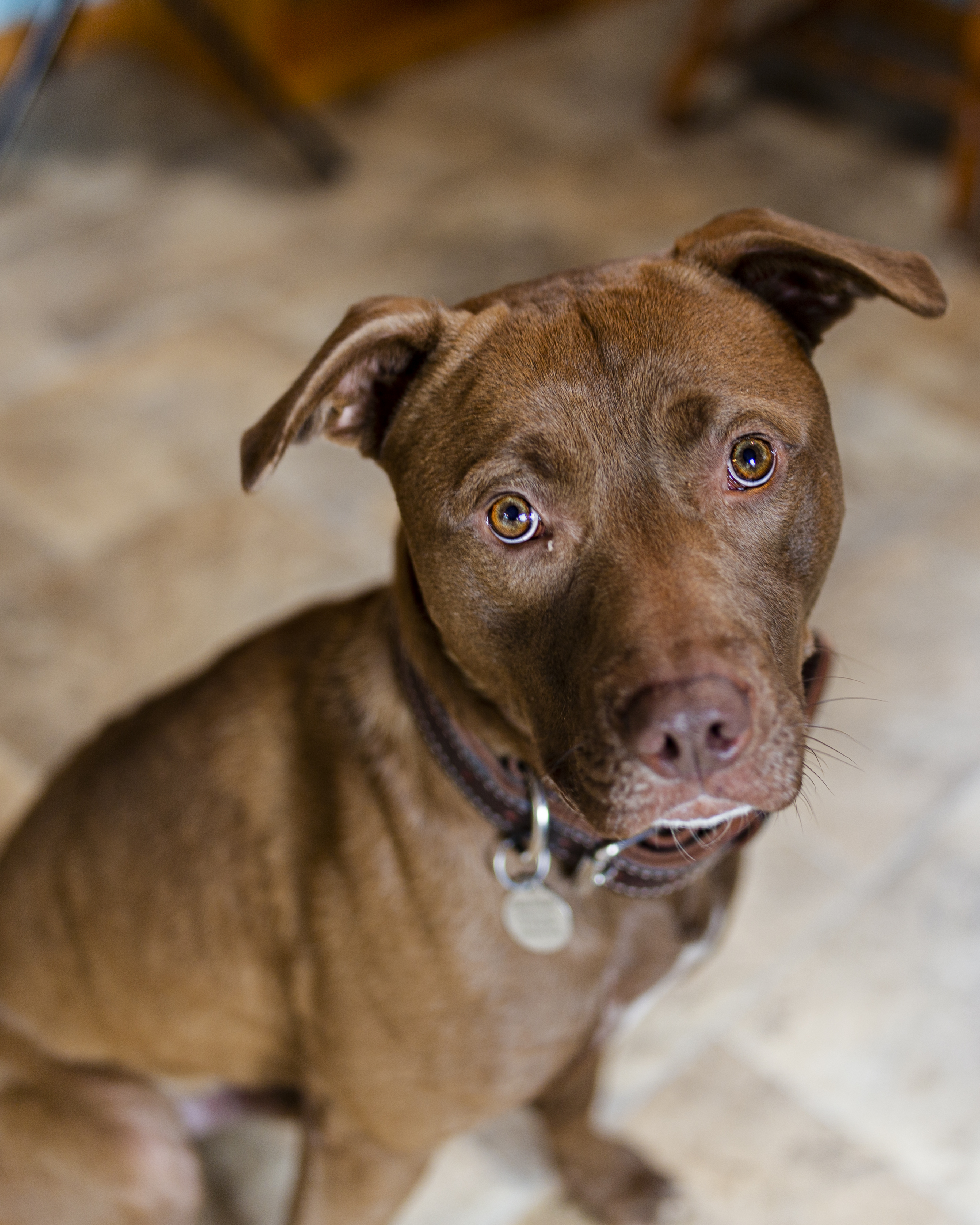 Red, an adoptable American Staffordshire Terrier, Labrador Retriever in Madison, WI, 53704 | Photo Image 2