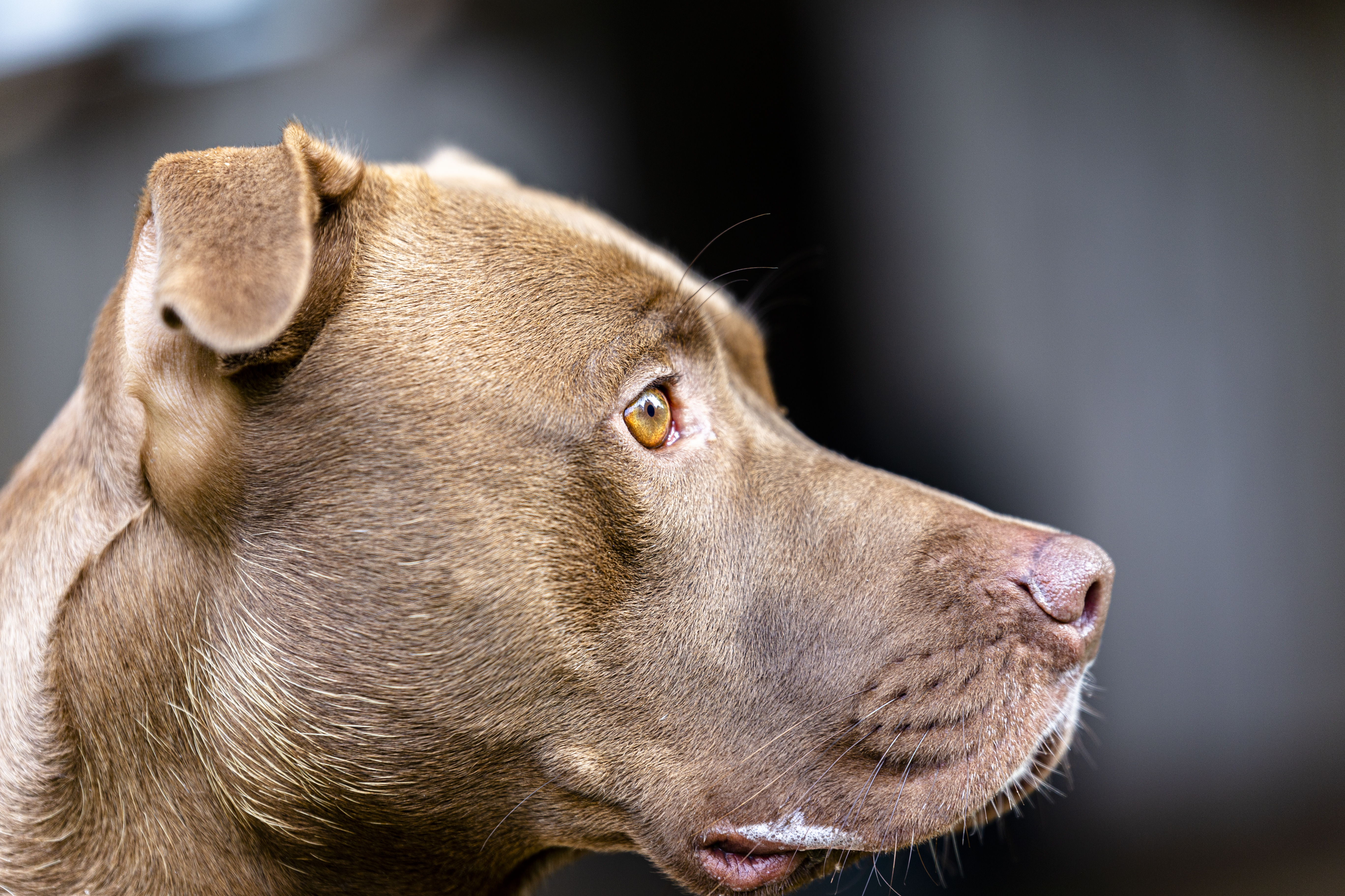 Red, an adoptable American Staffordshire Terrier, Labrador Retriever in Madison, WI, 53704 | Photo Image 3