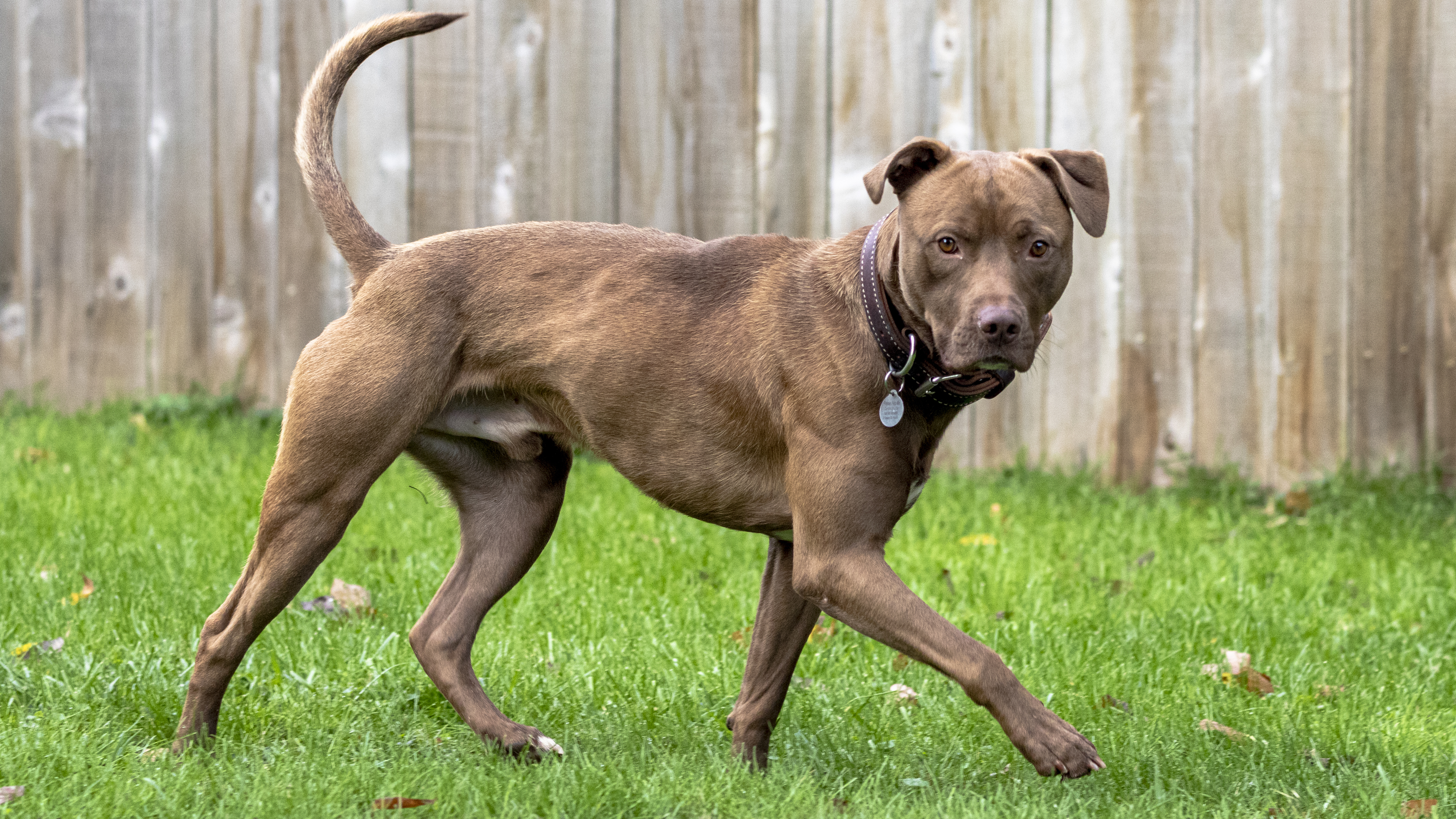 Red, an adoptable American Staffordshire Terrier, Labrador Retriever in Madison, WI, 53704 | Photo Image 4