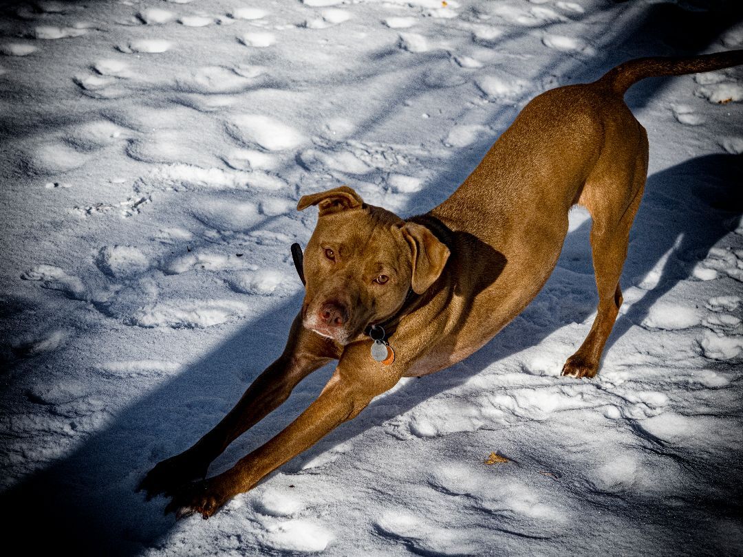 Red, an adoptable Labrador Retriever, American Staffordshire Terrier in Madison, WI, 53704 | Photo Image 4