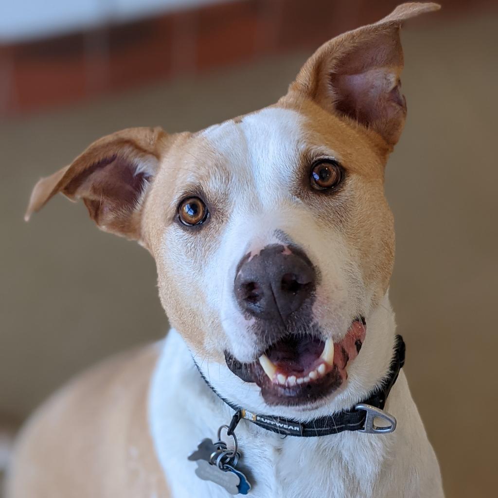 Alpine, an adoptable Labrador Retriever, Catahoula Leopard Dog in Kanab, UT, 84741 | Photo Image 1