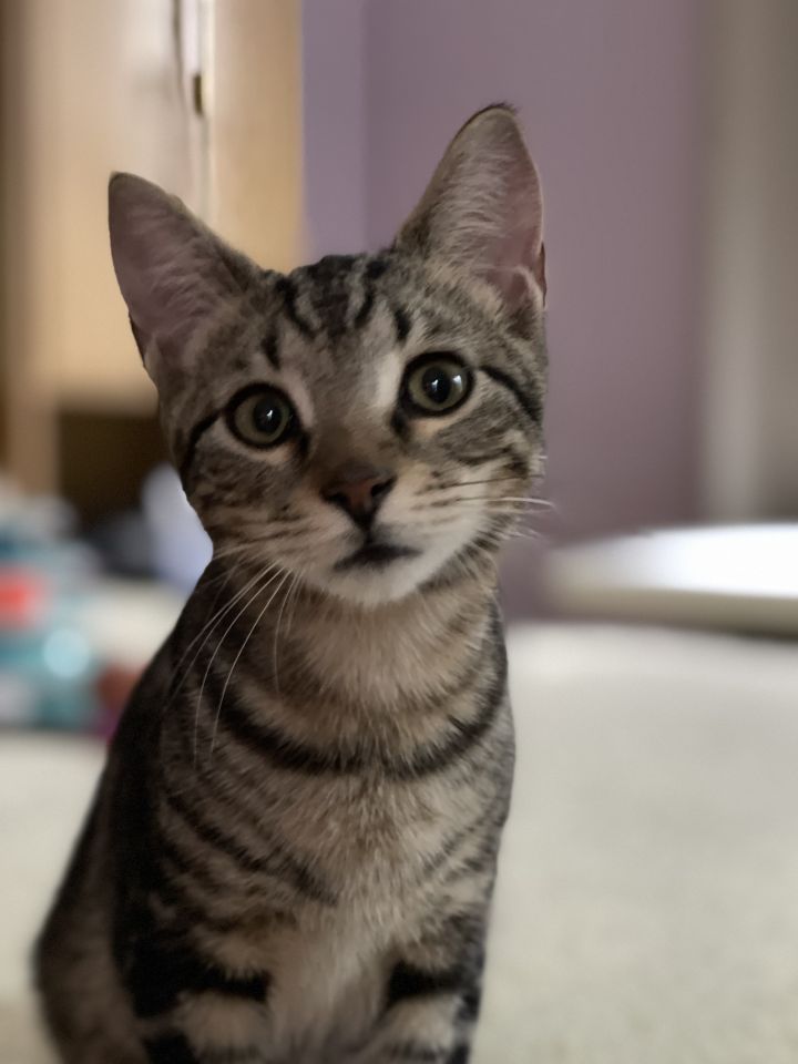 Cat for adoption - Ringo Starr, a Domestic Short Hair & Tabby Mix in ...