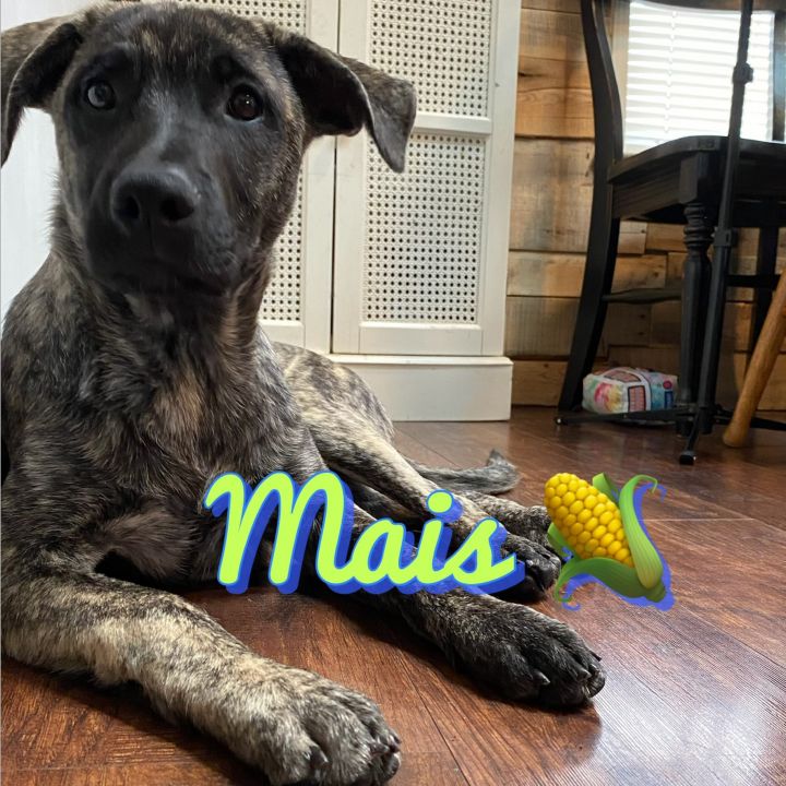 Dog For Adoption Thankful Pups A Labrador Retriever In Lacey Wa Petfinder