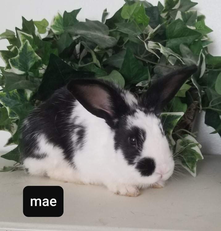 Rabbit for adoption - Mae, an English Spot Mix in Eagle, ID | Petfinder