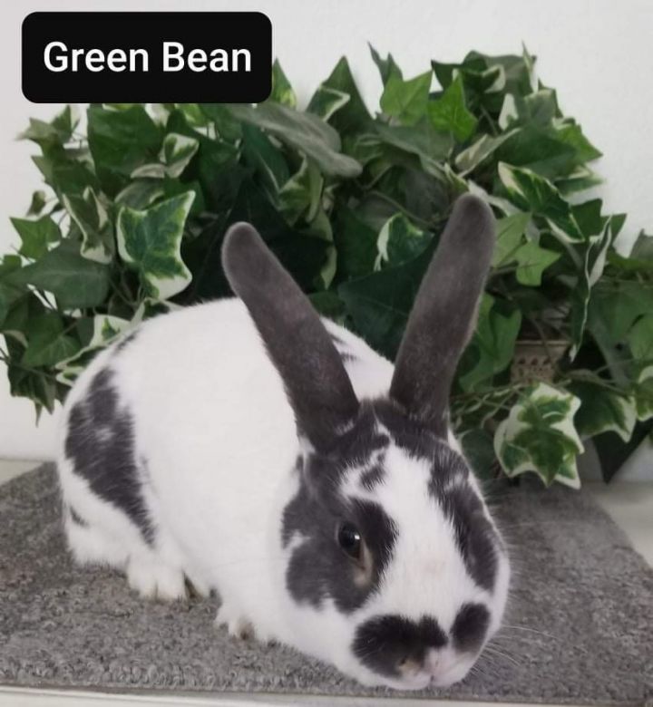 Green bean 1
