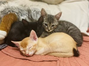 We have so many young wonderful friendly and affectionate kittens available for adoption at any giv