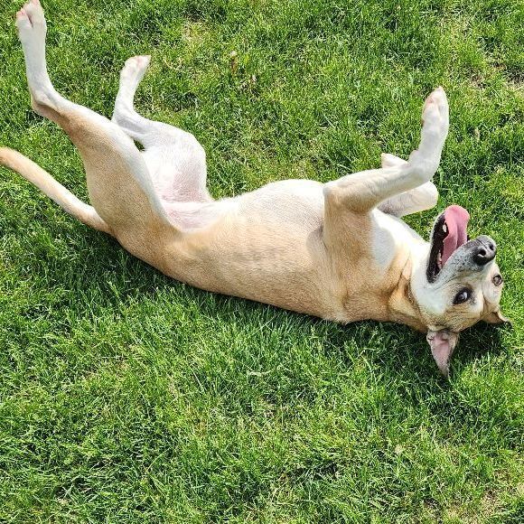 Callie #41041, an adoptable Pit Bull Terrier & Australian Cattle Dog / Blue Heeler Mix in Cedar Rapids, IA_image-2