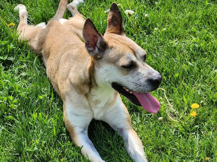 Callie #41041, an adoptable Pit Bull Terrier & Australian Cattle Dog / Blue Heeler Mix in Cedar Rapids, IA_image-3