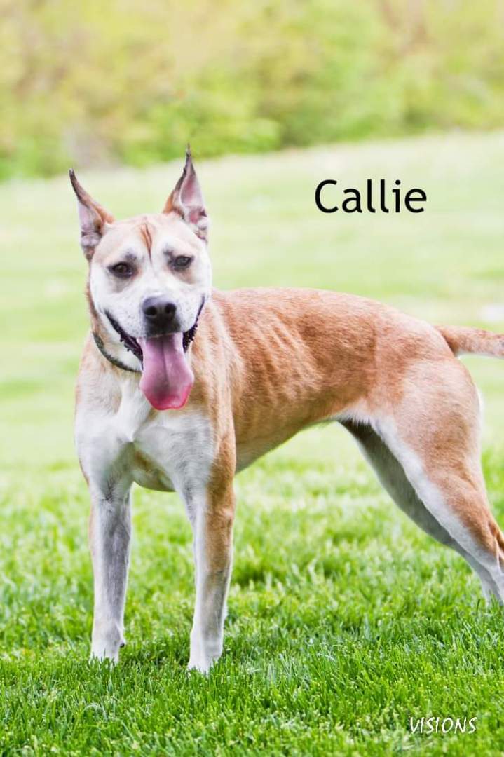 Callie #41041 4