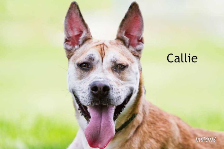 Callie #41041, an adoptable Pit Bull Terrier & Australian Cattle Dog / Blue Heeler Mix in Cedar Rapids, IA_image-5