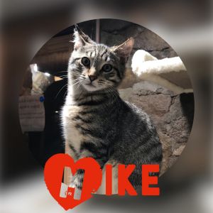 Tommy sotomayor caramel kitten