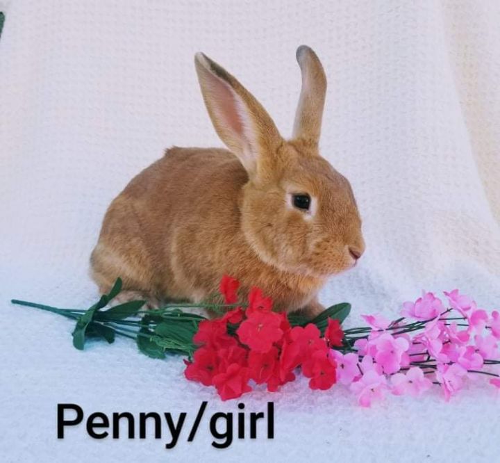 Penny 1