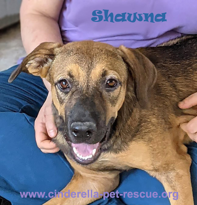 Shawna, an adoptable Shepherd Mix in Mission, TX_image-2