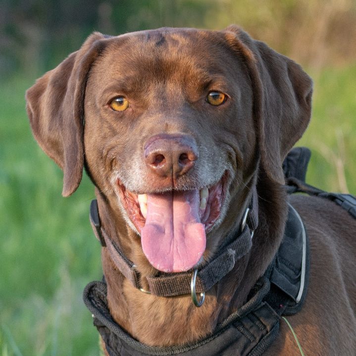 BUDDY, an adoptable Labrador Retriever in Indiana, PA, 15701 | Photo Image 1