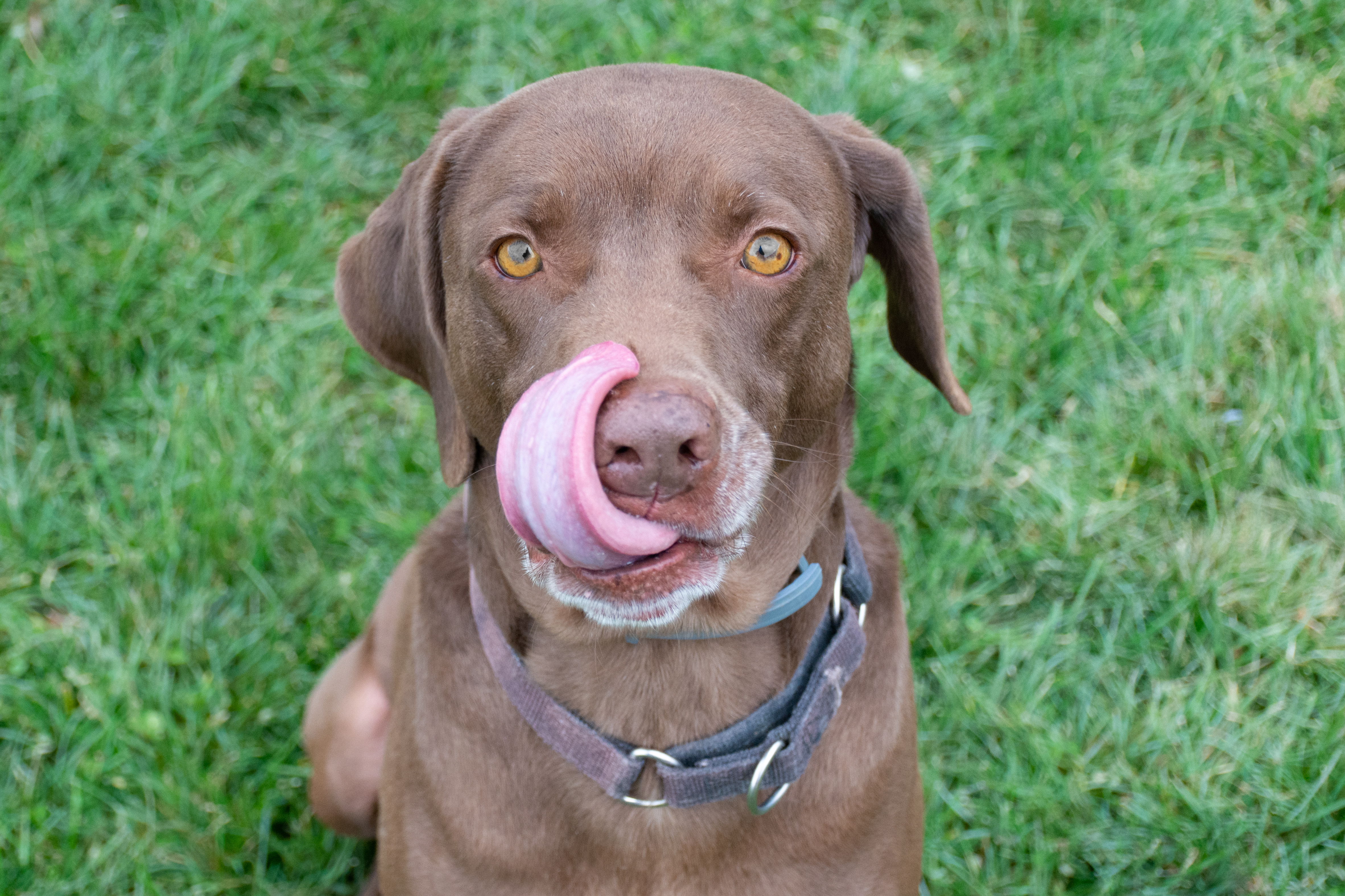 BUDDY, an adoptable Labrador Retriever in Indiana, PA, 15701 | Photo Image 2