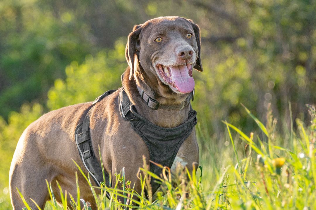 BUDDY, an adoptable Labrador Retriever in Indiana, PA, 15701 | Photo Image 3