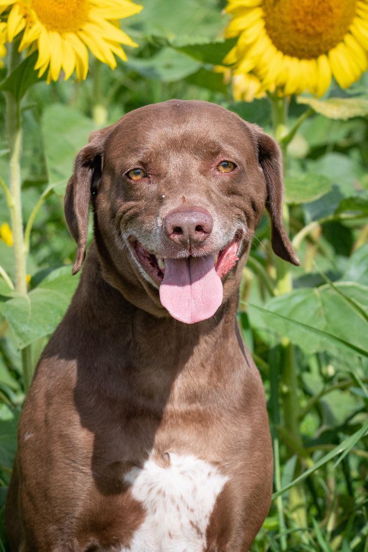 BUDDY, an adoptable Labrador Retriever in Indiana, PA, 15701 | Photo Image 4