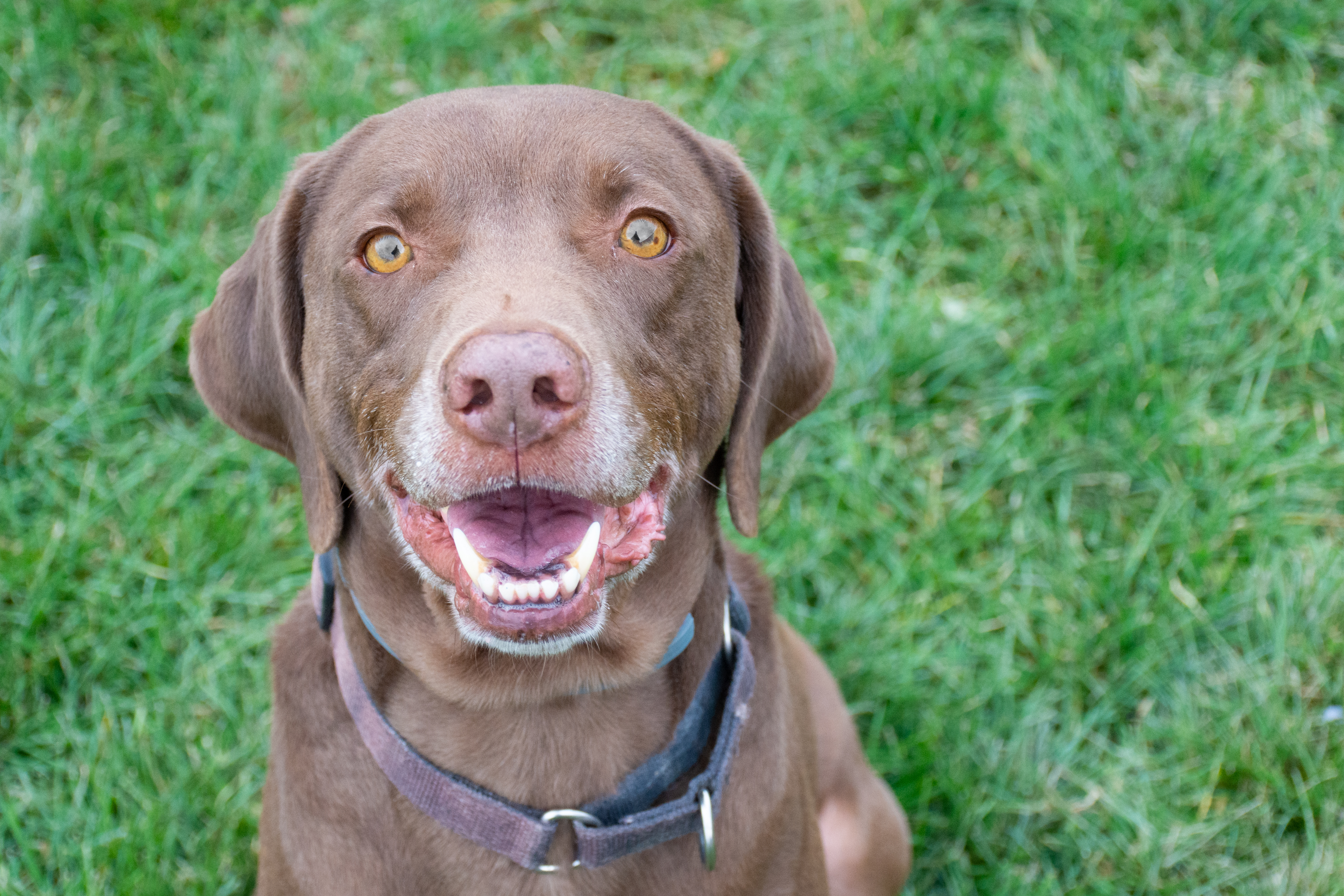 BUDDY, an adoptable Labrador Retriever in Indiana, PA, 15701 | Photo Image 5