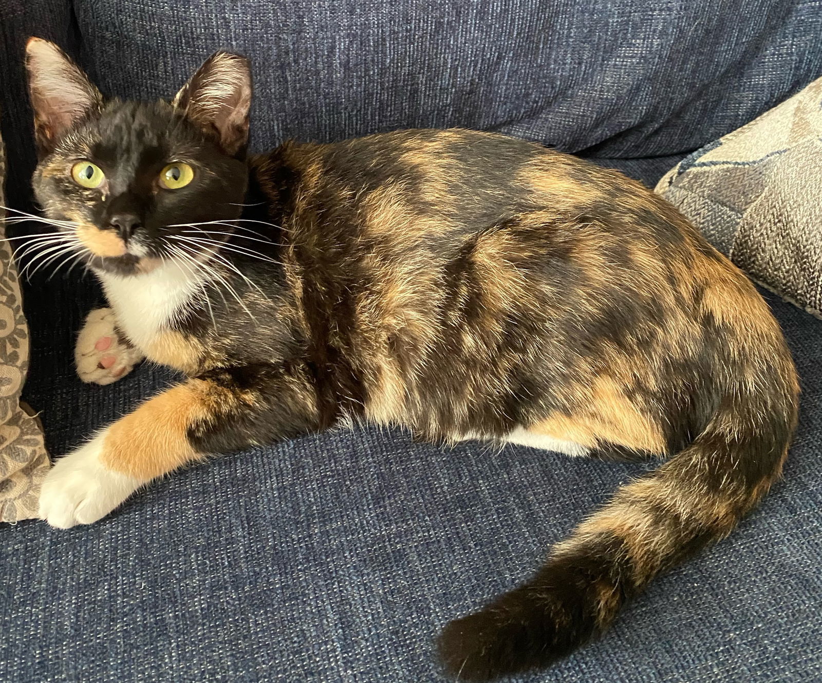 Cece, an adoptable Calico, Domestic Short Hair in Buford, GA, 30518 | Photo Image 1