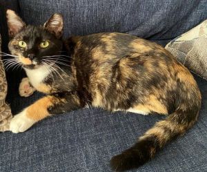 Cece is a beautiful kitty who loves ear rubs and attention from her foster mom Shes super easy goi