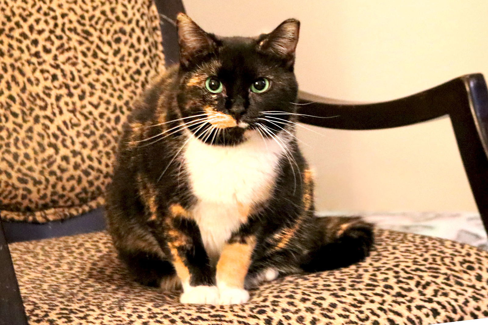 Cece, an adoptable Calico, Domestic Short Hair in Buford, GA, 30518 | Photo Image 1
