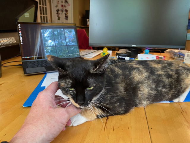 Cece, an adoptable Calico, Domestic Short Hair in Buford, GA, 30518 | Photo Image 2