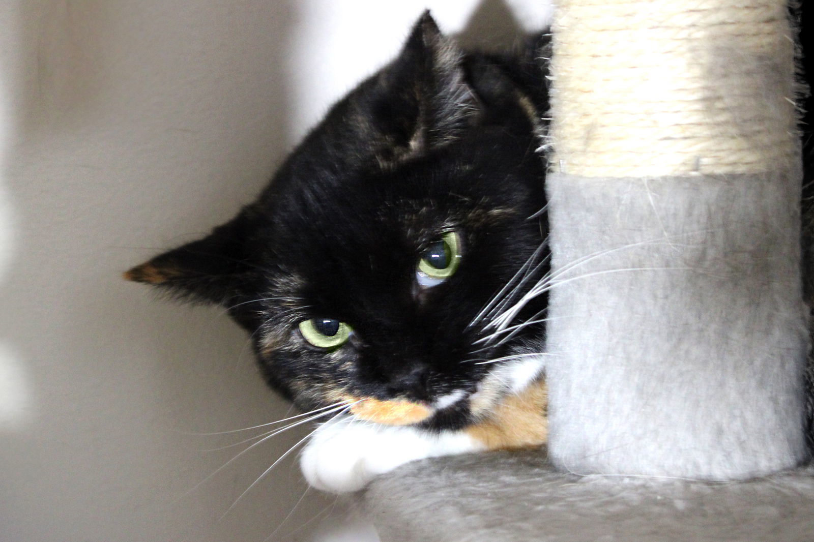 Cece, an adoptable Calico, Domestic Short Hair in Buford, GA, 30518 | Photo Image 2